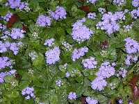 Click to see Ageratum2.jpg