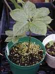 Click to see Amorphophallus_bulbifer_seedlings.jpg