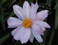 Click to see Anemone_japonica_Alice4.jpg