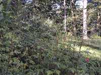Click to see Artemisia_lactiflora_Guizho3.jpg