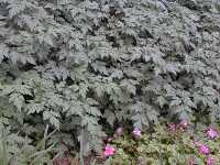 Click to see Artemisia_lactiflora_Guizho.jpg