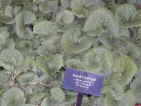 Click to see Asarum_canadenseLINCOLN.jpg