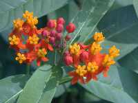Click to see Asclepias_curassavica2.jpg