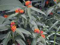 Click to see Asclepias_curassavica.jpg