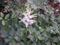Click to see Astilbe_x_arendsii4.jpg