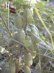 Click to see Baptisia_seed_pods.jpg