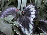 Click to see BegoniaAngelWing.jpg
