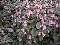 Click to see BegoniaxsemperflorenscultorumOlympiaPink2.jpg