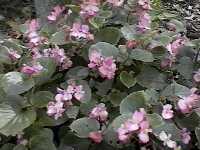 Click to see BegoniaxsemperflorenscultorumOlympiaPink.jpg