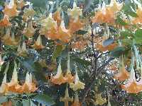Click to see Brugmansia_xversicolor_CharlesGrimaldiBRUNING2.jpg
