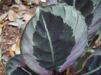 Click to see Calathea_species2view2.jpg