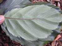 Click to see Calathea_species3view2.jpg