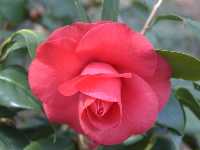 Click to see Camellia_japonica_Red.jpg