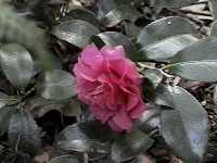 Click to see CamelliasasanquaShishiGashira2.jpg