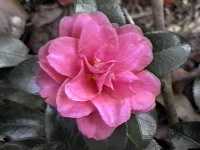 Click to see CamelliasasanquaShishiGashira.jpg