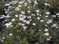 Click to see Chrysanthemum_frutescens3.jpg