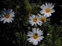 Click to see Chrysanthemum_frutescens.jpg