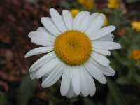 Click to see Chrysanthemum_maximum_Alaska.jpg