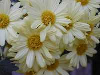 Click to see Chrysanthemum_yellow1.jpg
