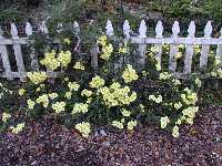 Click to see Chrysanthemum_yellow2.jpg