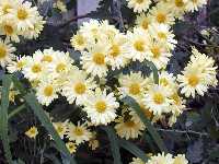 Click to see Chrysanthemum_yellow4.jpg