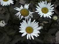 Click to see ChrysanthemummaximumSnowlady.jpg