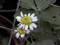 Click to see ChrysanthemumpacificumPinkIce2.jpg