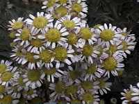 Click to see ChrysanthemumpacificumPinkIce4.jpg