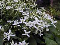 Click to see Clematis_paniculata2.jpg