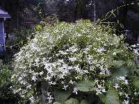 Click to see Clematis_paniculata.jpg