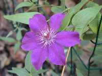 Click to see Clematis_spp_ThePresident2.jpg