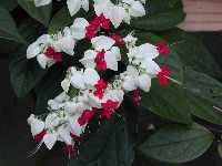 Click to see Clerodendron_thomsoniae.jpg
