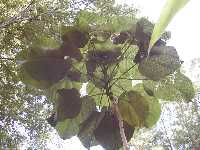 Click to see Clerodendrum_paniculatum11.jpg