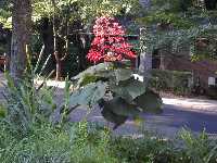 Click to see Clerodendrum_paniculatum16.jpg