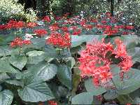 Click to see Clerodendrum_speciosissumSELBYcombo.jpg