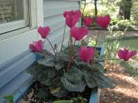 Click to see Cyclamen_sp.jpg
