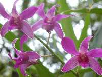 Click to see Dendrobium_nobile_UniwaiPrince4.jpg