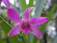 Click to see Dendrobium_nobile_UniwaiPrince5.jpg