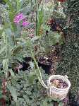 Click to see Dendrobium_nobile_UniwaiPrince6.jpg