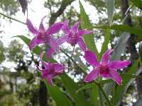 Click to see Dendrobium_nobile_UniwaiPrince.jpg