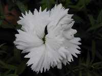 Click to see Dianthus_DoubleWhite.jpg