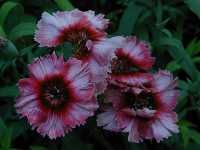Click to see Dianthus_sp2.jpg