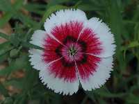 Click to see Dianthus_sp2_2.jpg