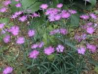 Click to see Dianthus_sp4.jpg