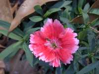 Click to see Dianthus_sp.jpg