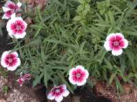 Click to see Dianthus_sp_2.jpg