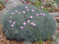 Click to see Dianthus_sp_MountainMist2.jpg