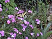 Click to see Dianthus_x_FirstLove-butterfly.jpg