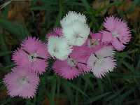 Click to see Dianthus_x_FirstLove4.jpg