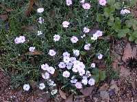 Click to see Dianthus_x_PinkFlash1.jpg